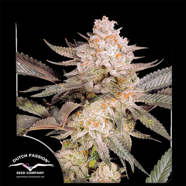 Orange Bud 2.0 Feminised seeds
