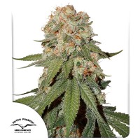 Orange Bud Feminised seeds