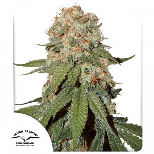 Orange Bud Feminised seeds