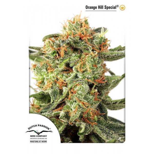 Orange Hill Special Feminised seeds