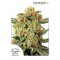 Orange Hill Special Feminised seeds