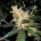 Orange Hill Special Feminised seeds