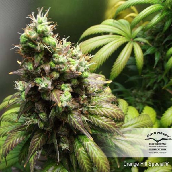 Orange Hill Special Feminised seeds