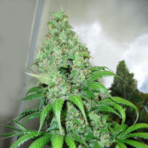 Orange Hill Special Feminised seeds