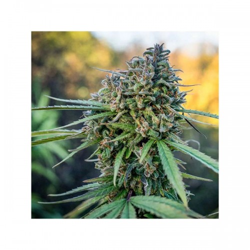 Pamir Gold Feminised seeds