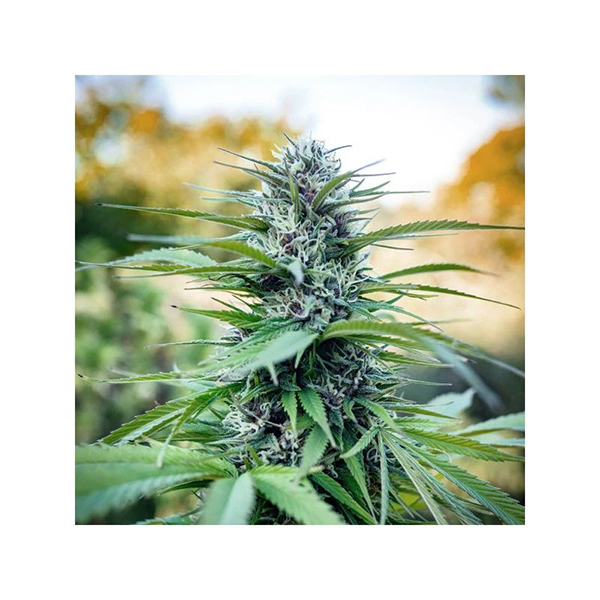 Passion #1 Feminised seeds