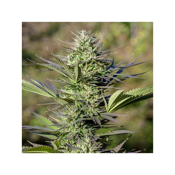 Passion #1 Feminised seeds
