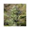Passion #1 Feminised seeds