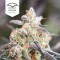 Passion Fruit Feminised seeds