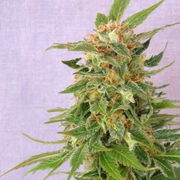 Passion Fruit Feminised seeds