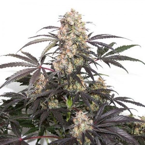 Passion Fruit Feminised seeds