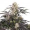 Passion Fruit Feminised seeds