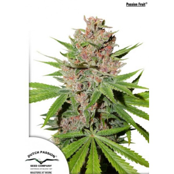 Passion Fruit Feminised seeds