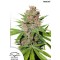 Passion Fruit Feminised seeds
