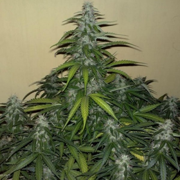 Auto Mazar Feminised seeds