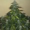 Auto Mazar Feminised seeds