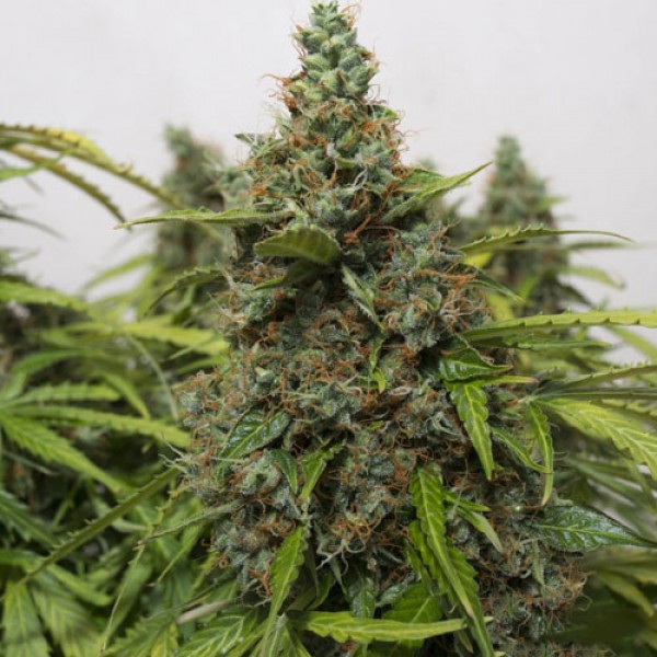 Auto Mazar Feminised seeds