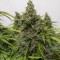 Auto Mazar Feminised seeds