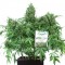 Auto Think Different Feminised seeds