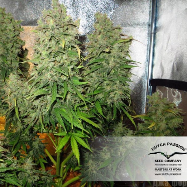 Auto Think Different Feminised seeds
