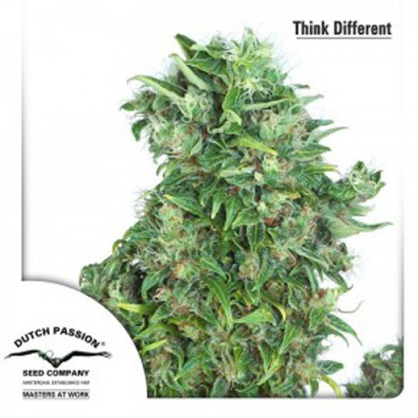 Auto Think Different Feminised seeds