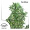 Auto Think Different Feminised seeds