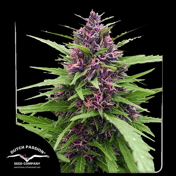 Shaman Feminised seeds