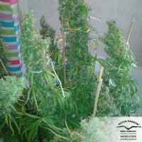 Насіння Skunk #11 Feminised