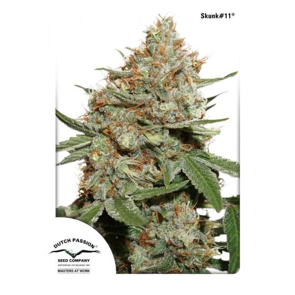 Skunk #11 Feminised seeds