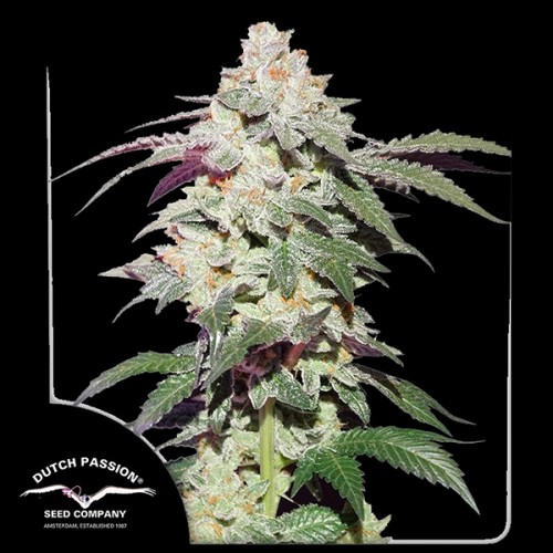 Skywalker Haze Feminised seeds