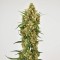 Snow Bud Feminised seeds