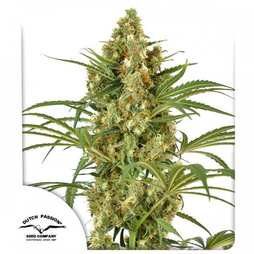 Snow Bud Feminised seeds