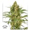 Snow Bud Feminised seeds