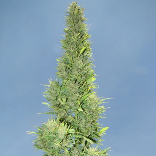 Auto Durban Poison Feminised