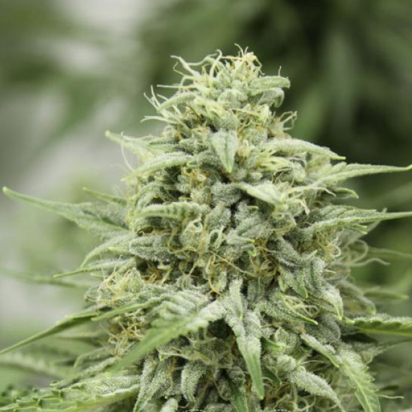 Auto StarRyder Feminised