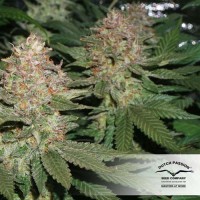 Strawberry Cough Feminised seeds