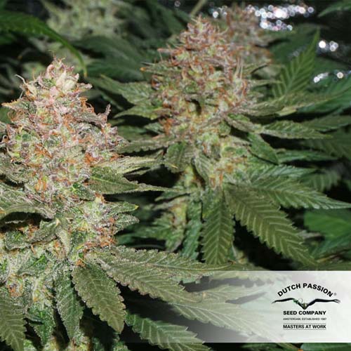 Strawberry Cough Feminised seeds