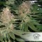 Strawberry Cough Feminised seeds
