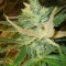 Strawberry Cough Feminised seeds