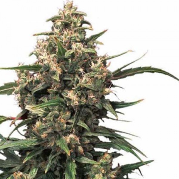 Strawberry Cough Feminised seeds