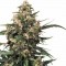 Strawberry Cough Feminised seeds