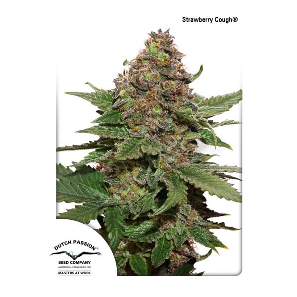 Strawberry Cough Feminised seeds