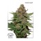Strawberry Cough Feminised seeds