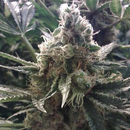 The Ultimate Feminised seeds