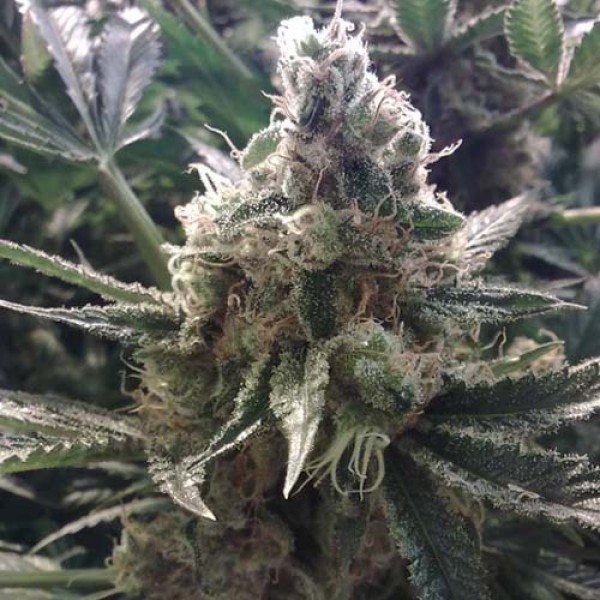 The Ultimate Feminised seeds