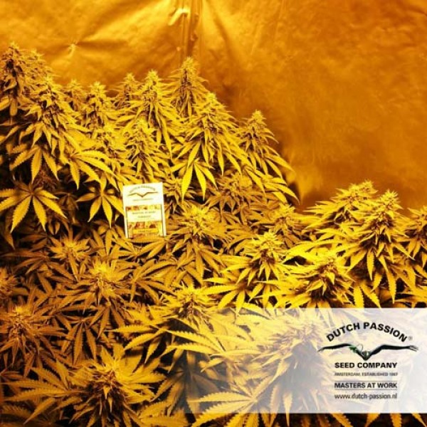 Think Fast Feminised seeds