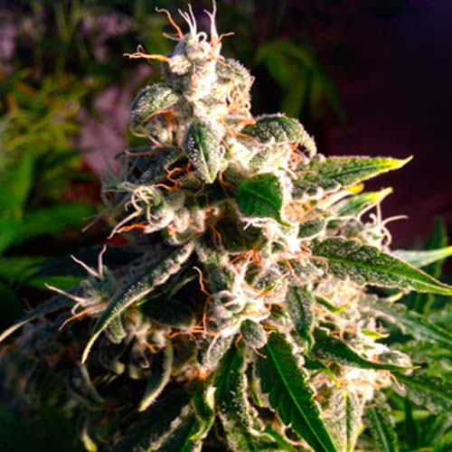 Think Fast Feminised seeds
