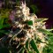 Think Fast Feminised seeds