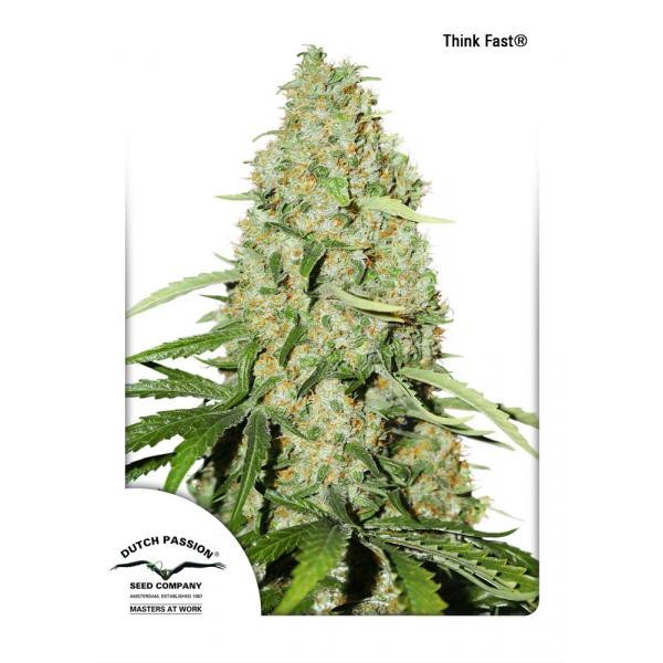 Think Fast Feminised seeds