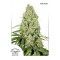 Think Fast Feminised seeds